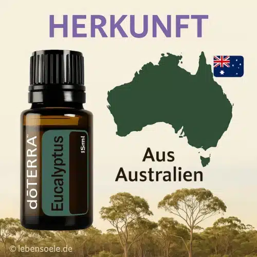 doTERRA Eukalyptus - Eucalyptus radiata - Image 4