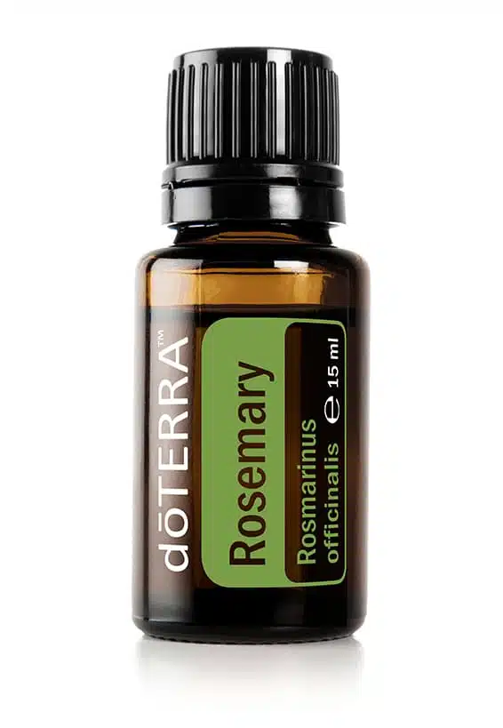 Rosmarin – Rosmarinus officinalis – Rosemary