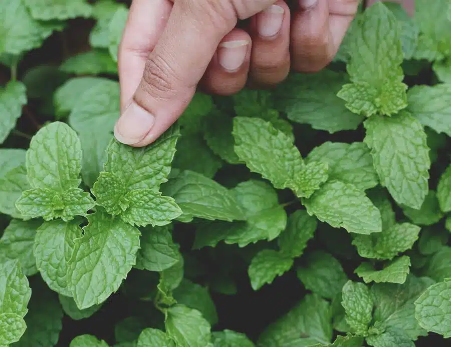 doTERRA Peppermint Touch